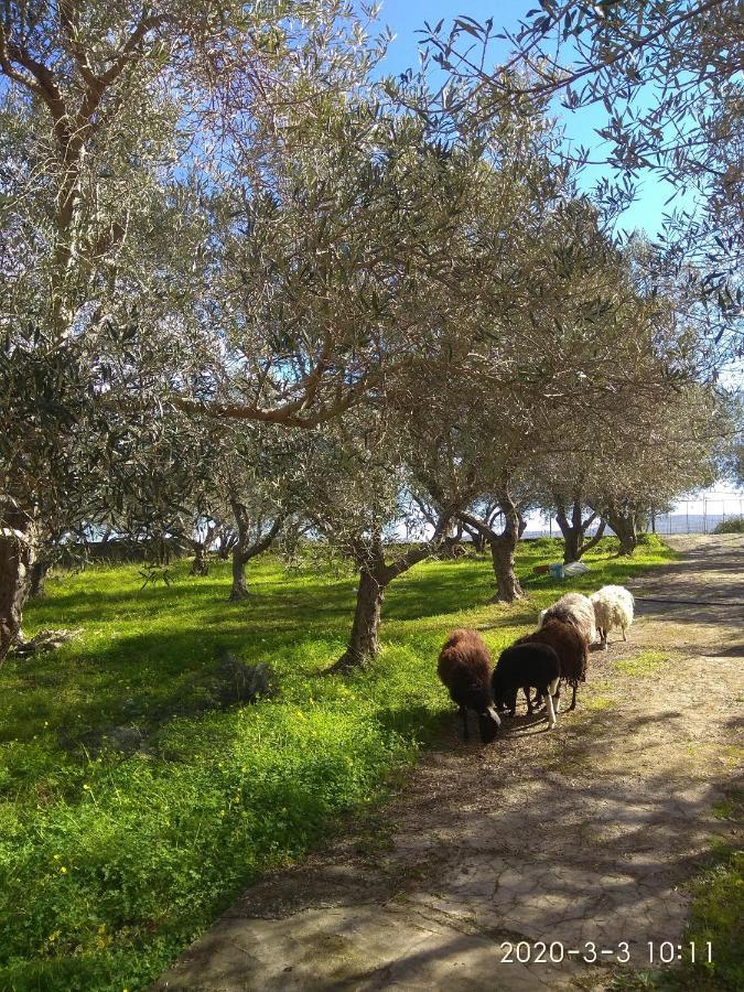 Κτήμα Τζαμήκα Διαμέρισμα Επισκοπή Χανίων Εξωτερικό φωτογραφία