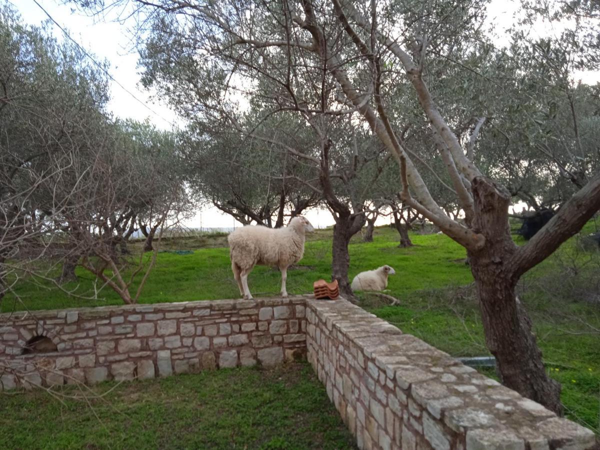 Κτήμα Τζαμήκα Διαμέρισμα Επισκοπή Χανίων Εξωτερικό φωτογραφία